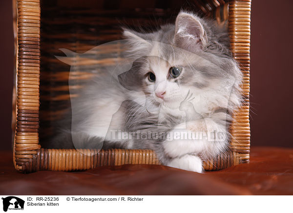 Sibirisches Ktzchen / Siberian kitten / RR-25236