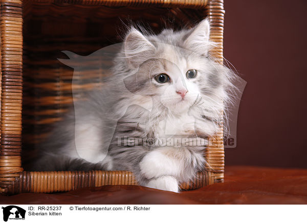 Sibirisches Ktzchen / Siberian kitten / RR-25237