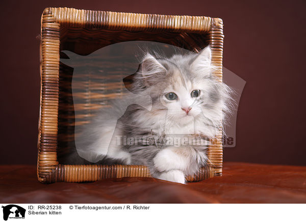 Sibirisches Ktzchen / Siberian kitten / RR-25238
