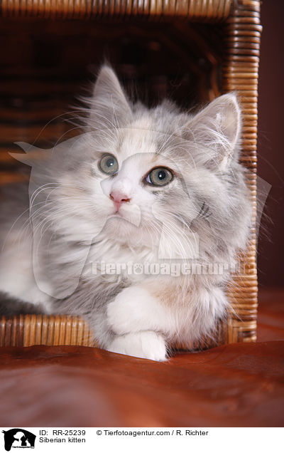 Sibirisches Ktzchen / Siberian kitten / RR-25239