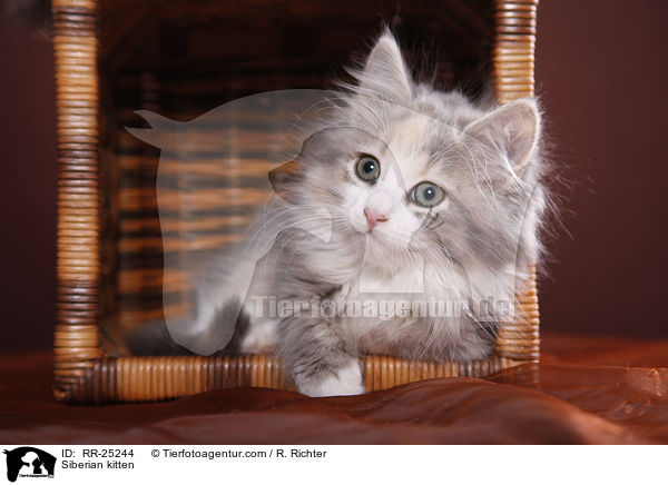 Sibirisches Ktzchen / Siberian kitten / RR-25244