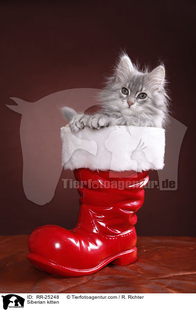 Sibirisches Ktzchen / Siberian kitten / RR-25248