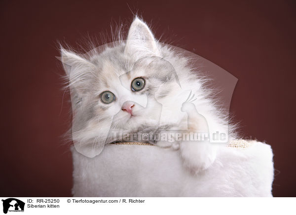 Siberian kitten / RR-25250
