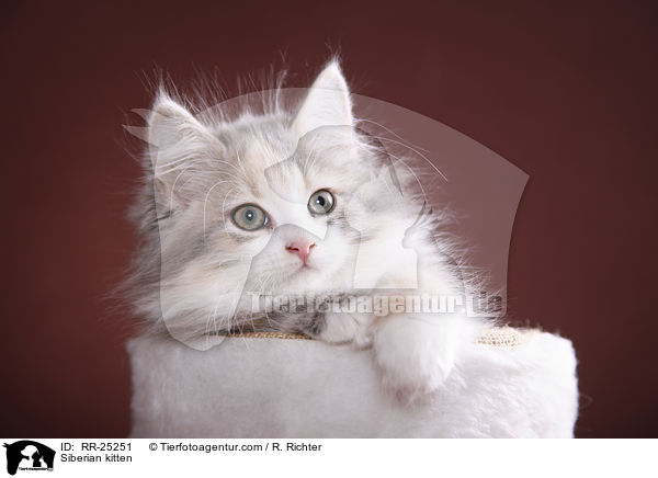 Sibirisches Ktzchen / Siberian kitten / RR-25251