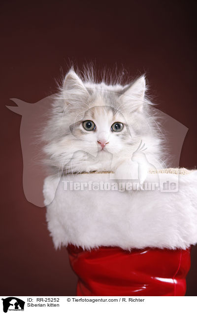 Sibirisches Ktzchen / Siberian kitten / RR-25252
