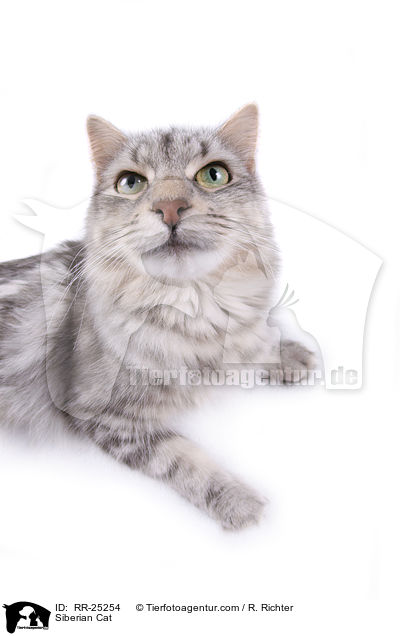 Siberian Cat / RR-25254