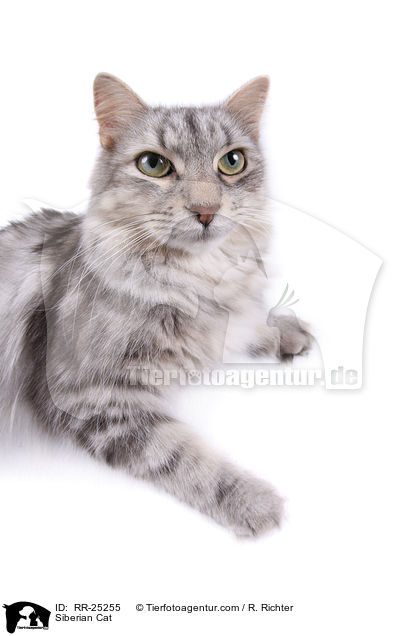 Siberian Cat / RR-25255