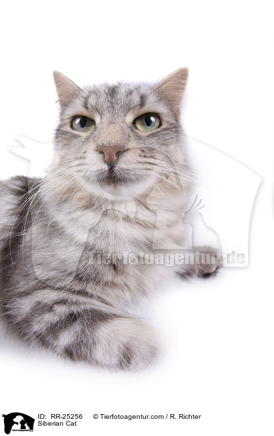 Siberian Cat / RR-25256