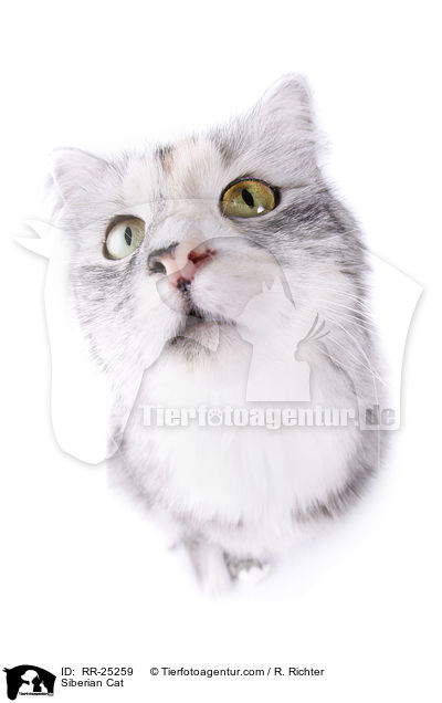 Siberian Cat / RR-25259
