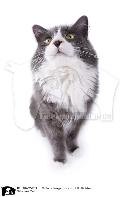 Siberian Cat / RR-25264