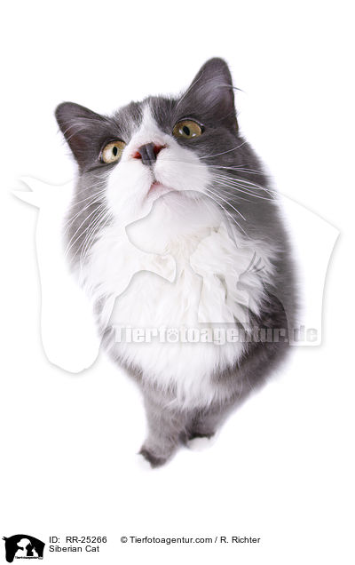 Siberian Cat / RR-25266