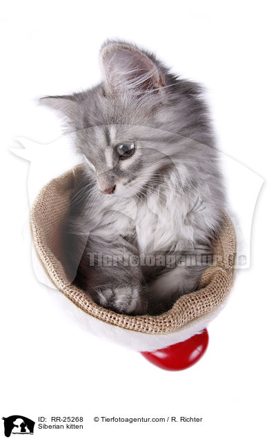 Sibirisches Ktzchen / Siberian kitten / RR-25268