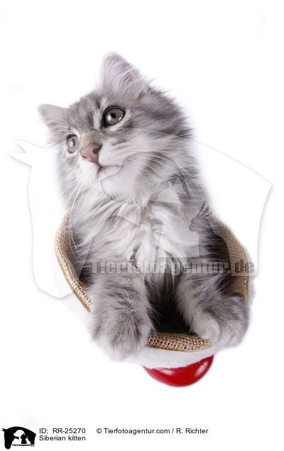 Siberian kitten / RR-25270