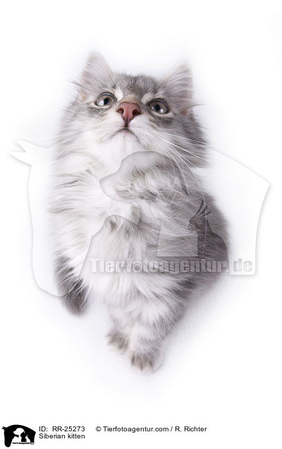 Sibirisches Ktzchen / Siberian kitten / RR-25273