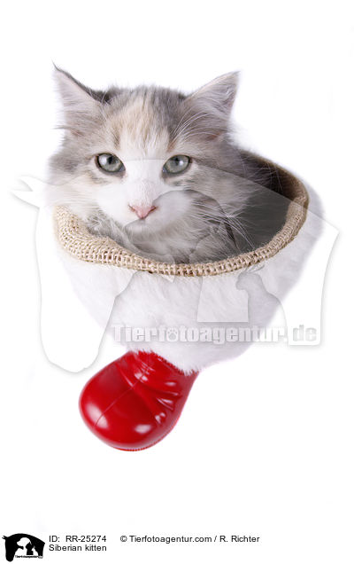 Sibirisches Ktzchen / Siberian kitten / RR-25274