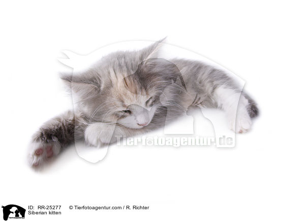 Siberian kitten / RR-25277