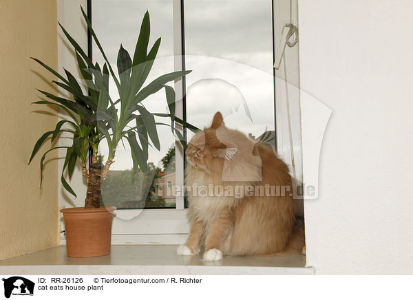 cat eats house plant / RR-26126