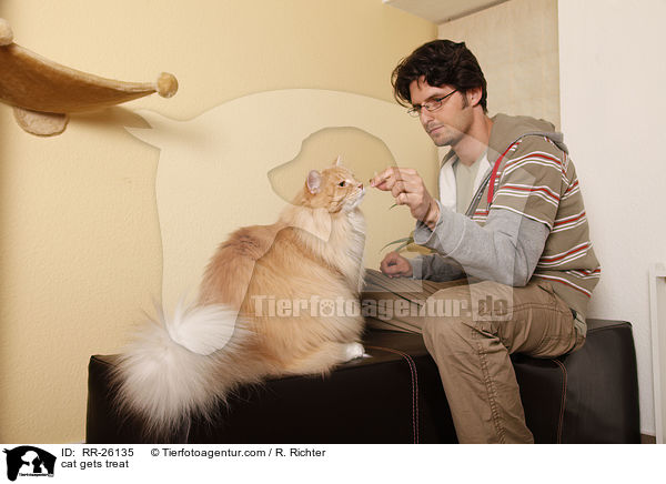 Katze bekommt Leckerchen / cat gets treat / RR-26135