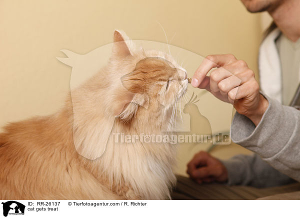 Katze bekommt Leckerchen / cat gets treat / RR-26137