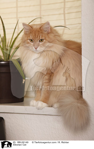 Siberian Cat / RR-26149