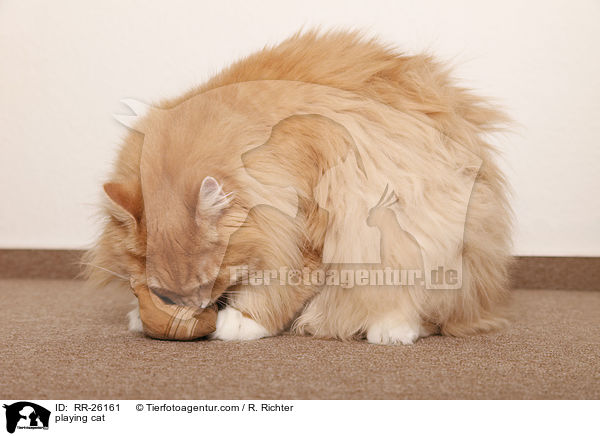 playing cat / RR-26161