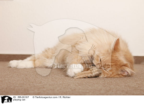 playing cat / RR-26167