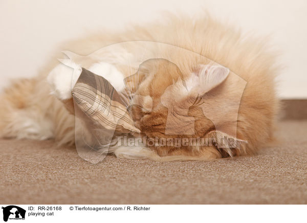 playing cat / RR-26168