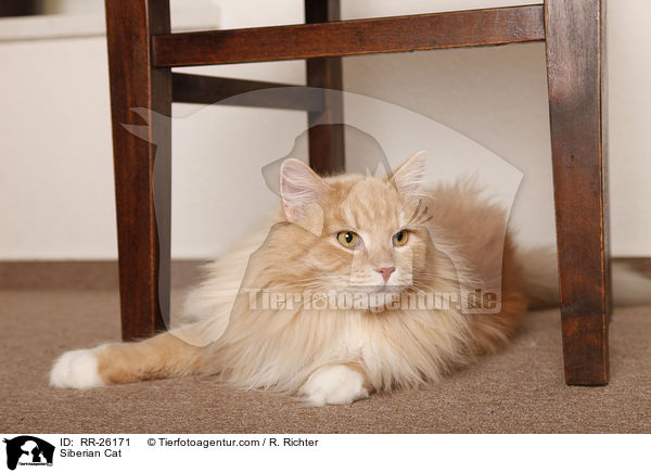 Siberian Cat / RR-26171