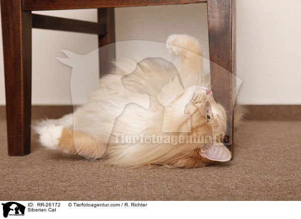 Siberian Cat / RR-26172