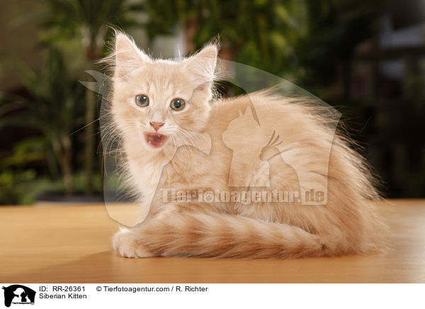 Siberian Kitten / RR-26361