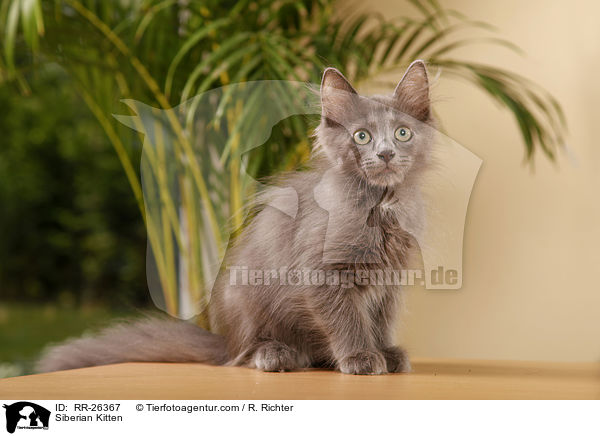Siberian Kitten / RR-26367