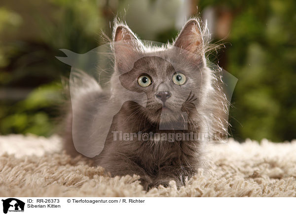 Siberian Kitten / RR-26373