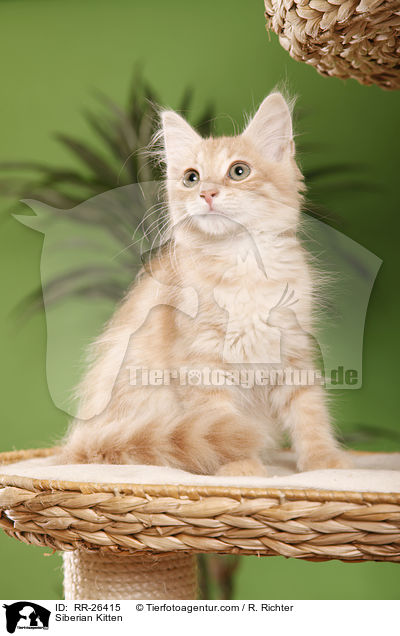 Sibirisches Ktzchen / Siberian Kitten / RR-26415