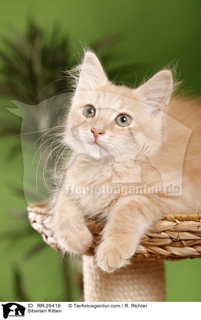 Sibirisches Ktzchen / Siberian Kitten / RR-26418