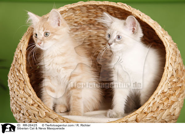 Sibirische Katze & Neva Masquerade / Siberian Cat & Neva Masquerade / RR-26425