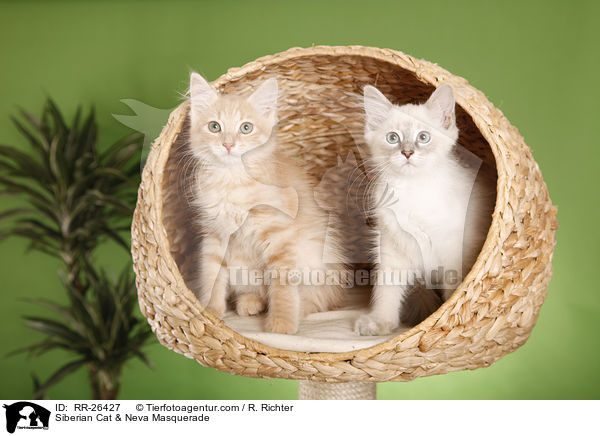 Sibirische Katze & Neva Masquerade / Siberian Cat & Neva Masquerade / RR-26427