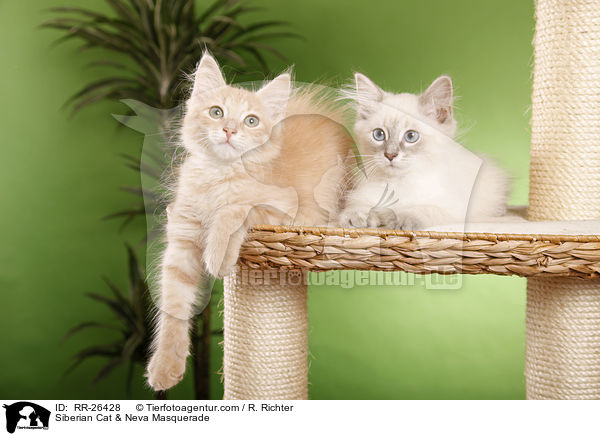 Sibirische Katze & Neva Masquerade / Siberian Cat & Neva Masquerade / RR-26428