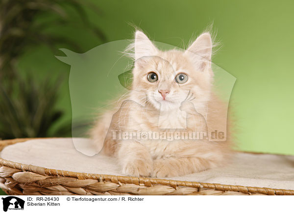 Sibirisches Ktzchen / Siberian Kitten / RR-26430