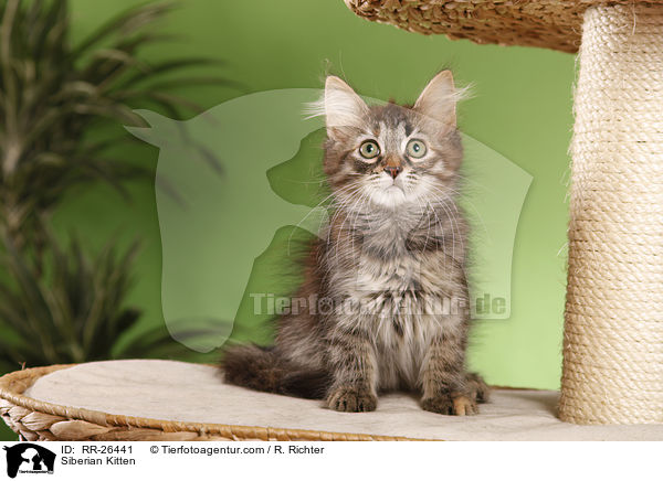 Sibirisches Ktzchen / Siberian Kitten / RR-26441