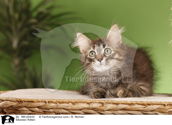 Sibirisches Ktzchen / Siberian Kitten / RR-26442