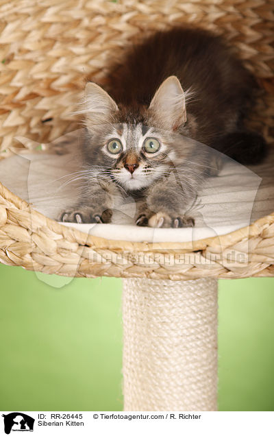 Sibirisches Ktzchen / Siberian Kitten / RR-26445