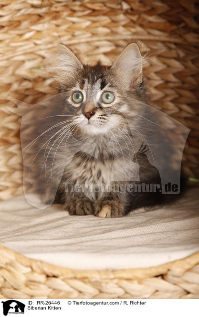 Sibirisches Ktzchen / Siberian Kitten / RR-26446