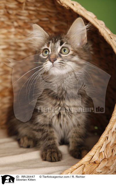 Sibirisches Ktzchen / Siberian Kitten / RR-26447