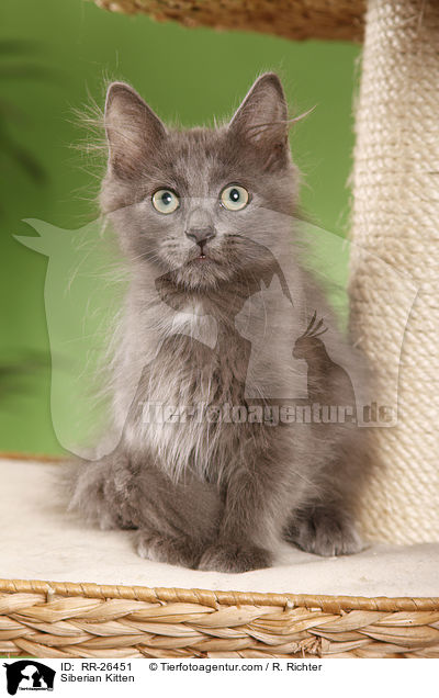 Sibirisches Ktzchen / Siberian Kitten / RR-26451