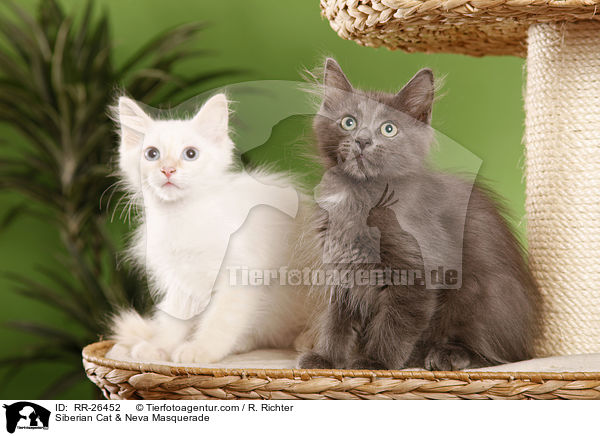 Sibirische Katze & Neva Masquerade / Siberian Cat & Neva Masquerade / RR-26452