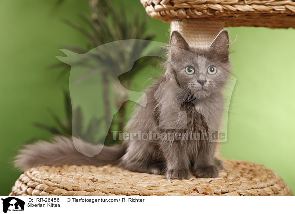 Sibirisches Ktzchen / Siberian Kitten / RR-26456