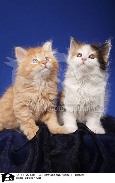 sitzende Sibirische Katze / sitting Siberian Cat / RR-27438