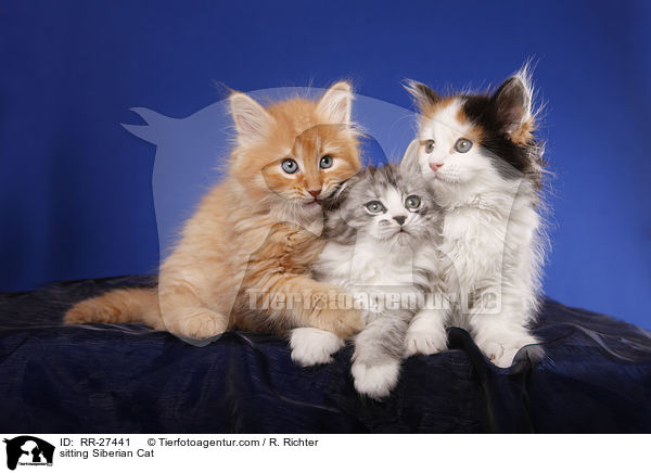 sitting Siberian Cat / RR-27441