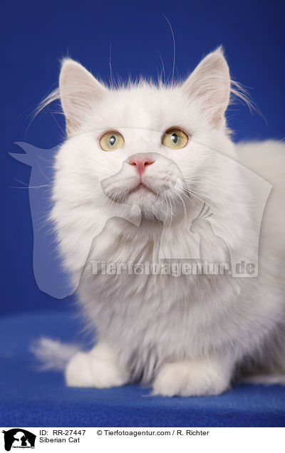 Siberian Cat / RR-27447