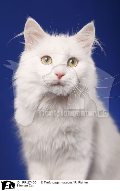 Siberian Cat / RR-27450